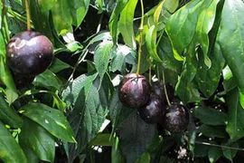 Hai cháu bé tử vong vì ăn quả hồng châu tại Hà Giang 