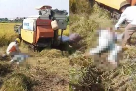 Hai người đàn ông tử vong trên cánh đồng nghi do bị điện giật