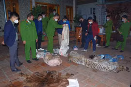 Tạm giữ hình sự Chủ tịch xã vì mổ hổ nấu cao