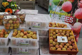 Một hộp vải Thanh Hà được bán với giá gần 52 triệu đồng ở Úc