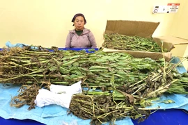 Phát hiện đối tượng trồng gần 800 cây thuốc phiện xen lẫn rau cải trong vườn