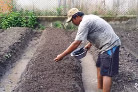 Thầy giáo trồng rau sạch, làm lồng chim mưu sinh mùa dịch Covid-19