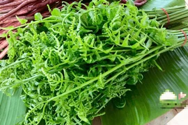 [ẢNH] Vì sao giá 200.000 đồng/kg, rau ‘trường sinh’ vẫn được người Hà Nội săn lùng?