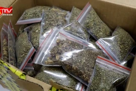 Bắt 26 đối tượng trong đường dây vận chuyển số lượng lớn ma túy cần sa