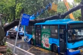 Cây xà cừ cổ thụ đổ đè trúng xe buýt ở Hà Nội
