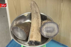 Bị bắt khi vận chuyển sừng tê giác về sân bay Nội Bài