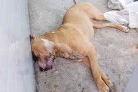 Chó pitbull cắn chết người: Chủ chó có thể bị khởi tố hình sự