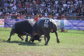 Lễ hội chọi trâu Đồ Sơn: Trâu 1,3 tấn giành vô địch, chủ trâu “ẵm giải” thưởng 100 triệu đồng