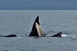 Clip cá voi nô đùa trên biển Cô Tô thu hút hàng triệu lượt xem