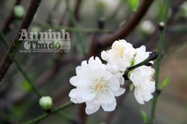 Người Hà Nội “săn” đào nở sớm