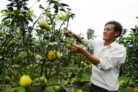 Kỳ lạ cây cửu quả