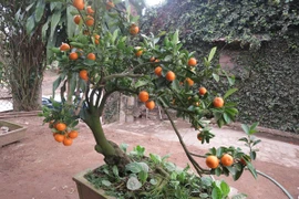 Độc đáo quất bonsai đón Tết