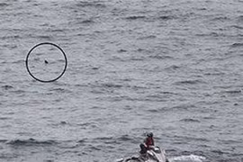 Bãi biển ở Australia đóng cửa vì cá mập trắng