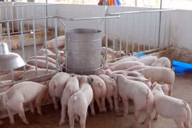 Cứu lấy ngành chăn nuôi