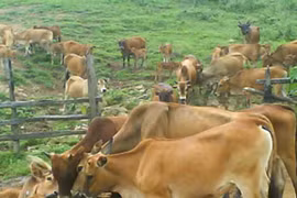 Không phải mỗi sữa đổ đi