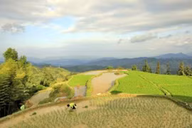 Dân Trung Quốc tránh gạo nội, ăn gạo Nhật