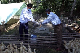 Nỗi lo lây cúm gia cầm từ Trung Quốc