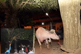 Yêu cầu chấm dứt nghi thức thắt cổ trâu ở Lễ hội đền Đông Cuông