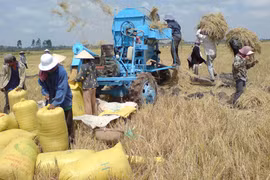 Gạo thế giới tồn kho, gây khó cho xuất khẩu