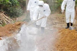 Quảng Ngãi: Cấp bách tiêm vắc xin phòng chống cúm gia cầm 