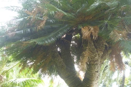 Kỳ lạ: Cổ thụ thiên tuế 200 tuổi có chín ngọn trổ ra chín hoa thơm ngát