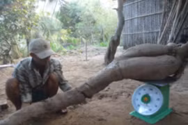 Nông dân đào giếng trúng củ khoai mì “khổng lồ” nặng 60kg