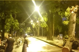 Cây xà cừ cổ thụ bất ngờ gãy ngang thân trên đường Hoàng Diệu 