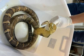 ​Mang rắn hổ chúa đi bán gặp ngay Công an