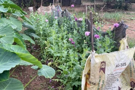 Phát hiện gần 600 cây thuốc phiện trong vườn của gia đình