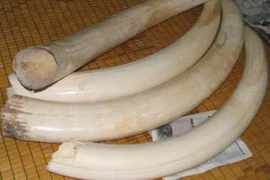 Khám xét nơi ở đối tượng vận chuyển trái phép ngà voi Châu Phi