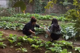 Mục sở thị vườn rau xanh an toàn của NSND Thanh Hoa ​