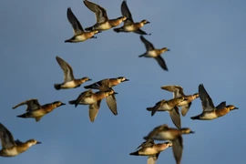 Loài chim nguy hiểm nhất đối với máy bay