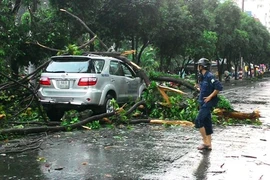 TP.HCM “hỗn loạn” bởi hàng loạt cây xanh bật gốc, đổ trong chiều mưa