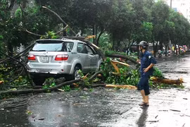 TP.HCM “hỗn loạn” bởi hàng loạt cây xanh bật gốc, đổ trong chiều mưa