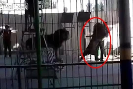 Khoảnh khắc kinh hoàng khi sư tử vồ chết huấn luyện viên