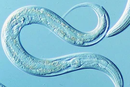 Phát triển thuốc mới "uống rượu không say"