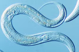 Phát triển thuốc mới "uống rượu không say"