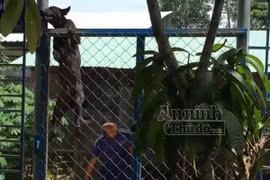 Clip: Trong nháy mắt, chó Phú Quốc phóng qua hàng rào cao 2,1m