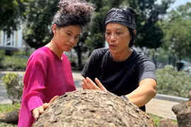 "Hồi sinh" cây xà cừ hơn 70 năm tuổi bị bão Yagi quật ngã tại vườn hoa Cổ Tân