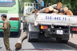 Cháu bé tử vong khi đứng xem xe tải cẩu cây dừa