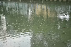 Hàng triệu con cá nổi dày đặc trên kênh Nhiêu Lộc – Thị Nghè