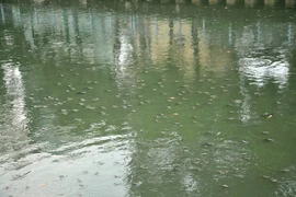 Hàng triệu con cá nổi dày đặc trên kênh Nhiêu Lộc – Thị Nghè