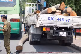 Cháu bé tử vong khi đứng xem xe tải cẩu cây dừa