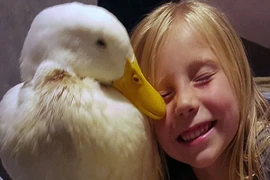 Ngưỡng mộ tình bạn tuyệt vời giữa cô bé 5 tuổi và chú vịt trắng