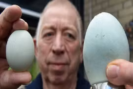 Đức: Quả trứng gà to lạ thường