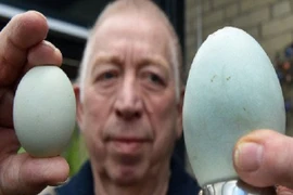 Đức: Quả trứng gà to lạ thường