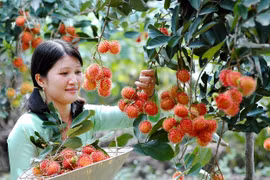 Người Hà Nội sẽ được trải nghiệm "văn hóa miệt vườn"