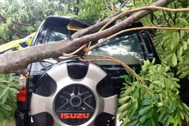Cây xanh ngã đè 3 ô tô trong cơn mưa lớn