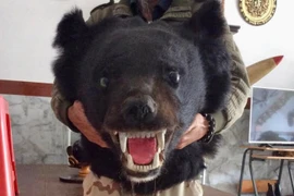 Tàng trữ số lượng lớn tiêu bản động vật quý hiếm, đối tượng bị xử phạt 5 năm 6 tháng tù