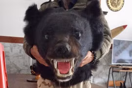 Tàng trữ số lượng lớn tiêu bản động vật quý hiếm, đối tượng bị xử phạt 5 năm 6 tháng tù